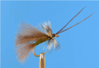 Sedge olive CDC