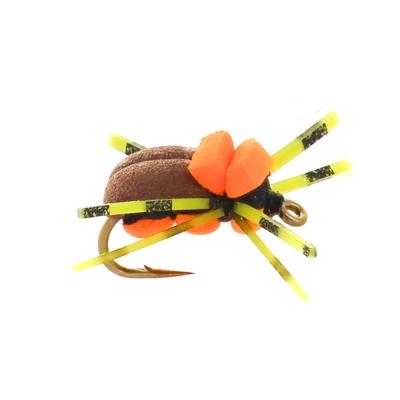 Bug Brown Orange