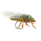 Cicada