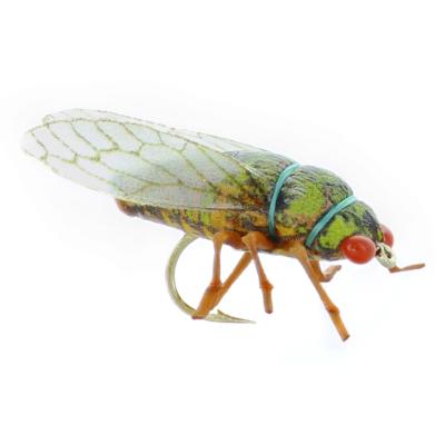 Cicada