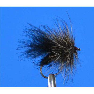 Sedge CDC lièvre