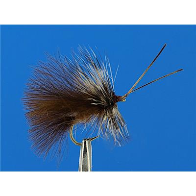 Sedge Brun CDC