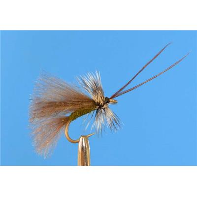 Sedge olive CDC