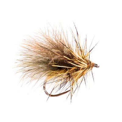 Sedge CDC lièvre